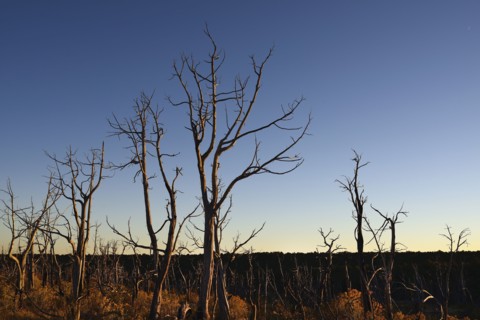 USA, Colorado, Burnt trees on Wetherill Mesa in Mesa Verde National Park