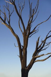 Burnt tree on Wetherill Mesa in Mesa Verde National Park