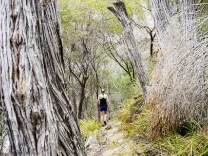 Rear view of  hiker walking in forest
