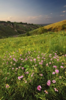 Ukraine, Dnepropetrovsk, Meadow with pink flowers