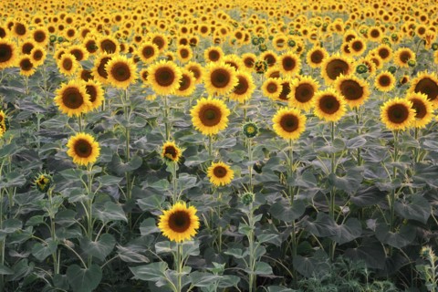 Sunflower field