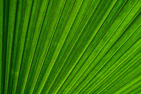 Close-up of palm leaf
