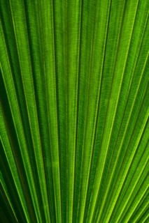 Close-up of palm leaf