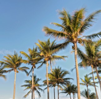 Low angle view of palm trees
