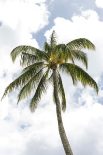 High palm tree
