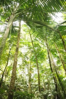 Caribbean Islands, Saint Lucia, Tropical forest