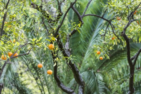 Close up of fruit tree