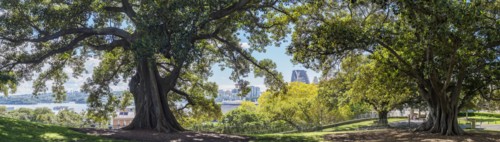 Australia, New South Wales, Sydney, Old trees in park