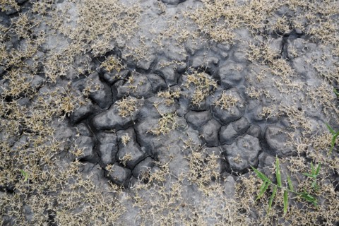 Ukraine, Dnepropetrovsk Region, Novomoskovskiy District, Lake Soleniy Lyman, Overhead view of plants and soil