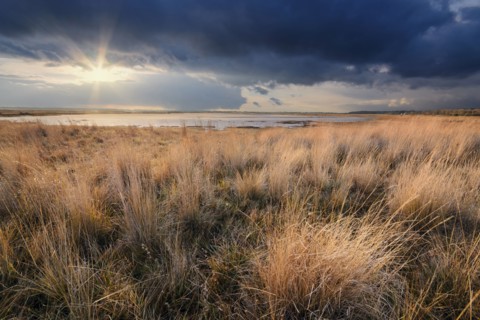 Ukraine, Dnepropetrovsk Region, Novomoskovskiy District, Grassy shore by Lake Soleniy Lyman at sunset