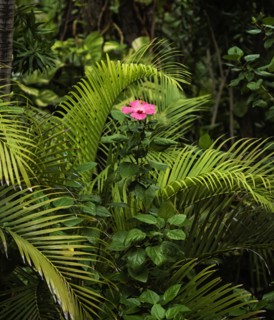 Tropical flower in bloom surrounded by palm leaves