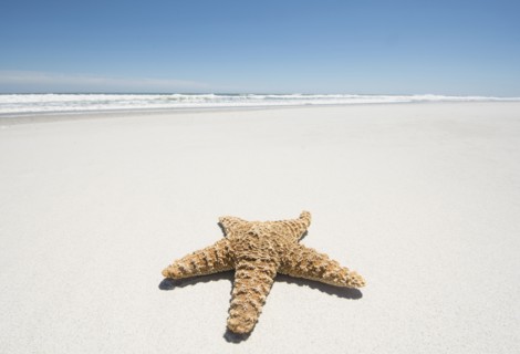 Starfish on empty sandy beach