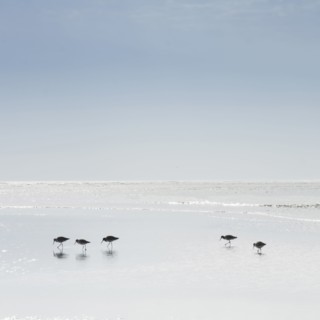 Sandpipers wading in sea
