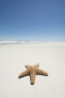 Starfish on empty sandy beach