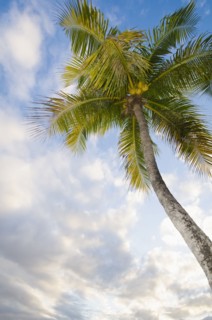 Low angle view of palm tree at sunset
