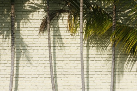 Palm trees against brick wall