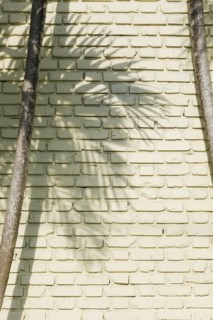Shadow of palm tree on brick wall