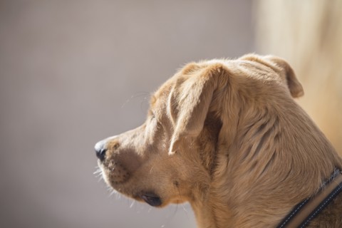 Brown dog looking away