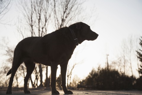 Silhouette of chocolate Labrador on asphalt road