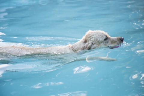 Golden retriever swimming in swimming in pool