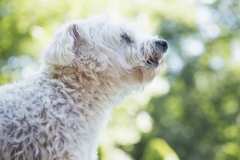 White dog smelling air