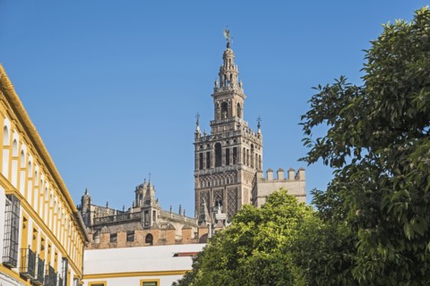 Spain, Andalusia, Seville, La Giralda bell tower of Seville cathedral with tree top in foreground