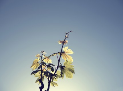 Backlit vine leaves against clear blue sky