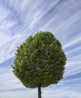 Single tree against cloudy sky