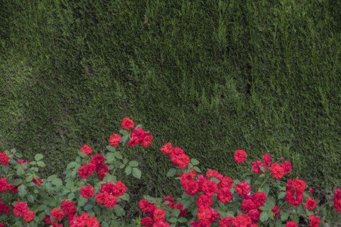 Red roses with green trees