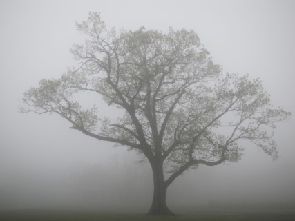 Single tree in fog