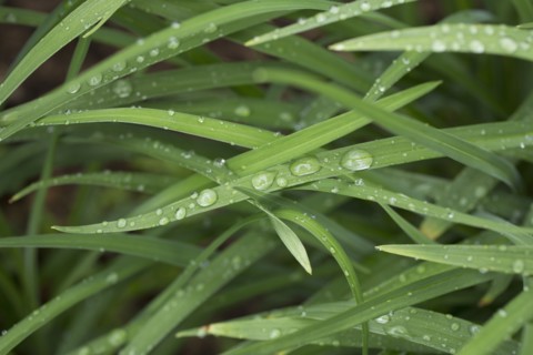 Close-up of raindrops on grass