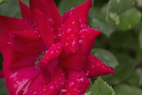 Close-up of wet rose