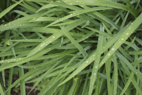 Close-up of wet leaves