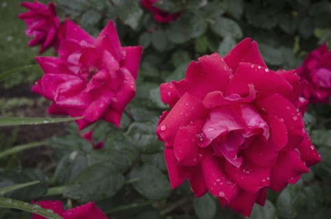 Close-up of wet rose