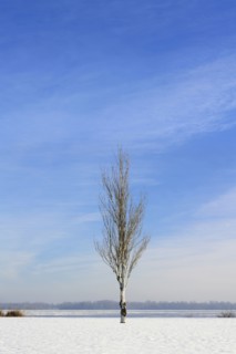 Ukraine, Dnepropetrovsk region, Dnepropetrovsk city, Lone birch tree in winter landscape