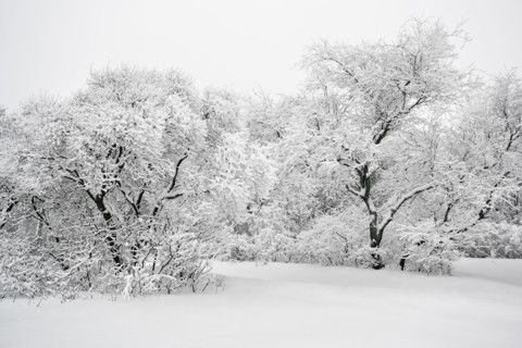 Ukraine, Dnepropetrovsk region, Dnepropetrovsk city, Tree area in winter