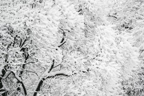 Ukraine, Dnepropetrovsk region, Dnepropetrovsk city, Close-up of frozen tree branches