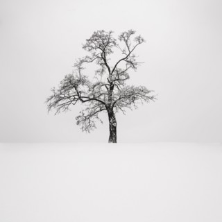 Ukraine, Dnepropetrovsk region, Dnepropetrovsk city, Single tree in winter