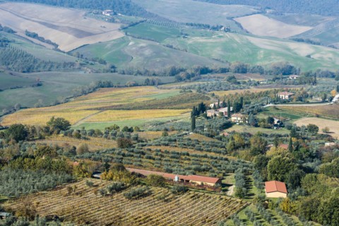 Italy, Tuscany, Montepulciano, landscape with vineyard fields, rows of olive trees, buildings and cypress alleys