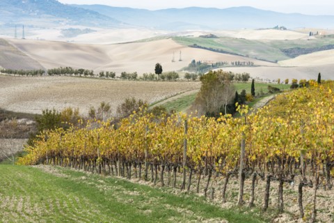 Italy, Tuscany, San Quirico D'orcia, Vineyard with yellow autumn leaves going down against hills
