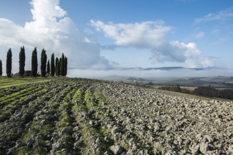 Italy, Tuscany, San Quirico D'orcia, View of plowed fertile soil and green cypress trees with blue cloudy sky