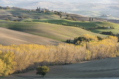 Italy, Tuscany, San Quirico D'orcia, Hills of cultivated land and autumn yellow forests illuminated by setting sun