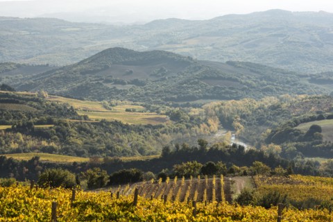 Italy, Tuscany, Ciacci Piccolomini D'Aragona, Landscape with hills covered by autumn trees, river and small vineyard
