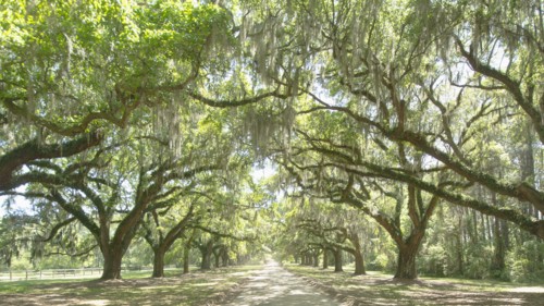 USA, South Carolina, Mount Pleasant, Treelined road