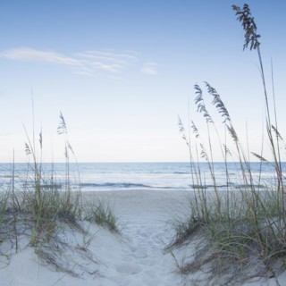 Marram grass in sandy beach