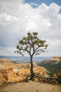 USA, Utah, Single tree in Bryce Canyon National Park