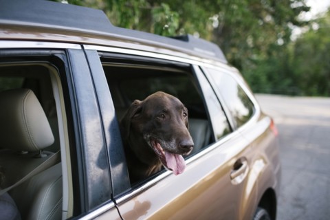 Labrador Retriever looking through car window