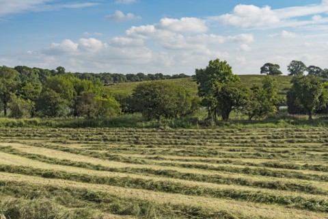 Ireland, County Cavan, Field with hay on sunny day