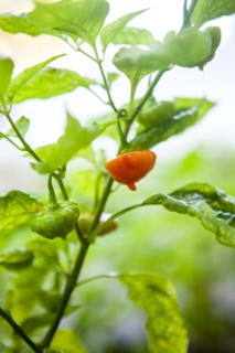 Pepper on twig