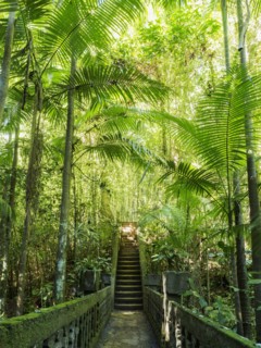 Australia, Queensland, Steps in rainforest